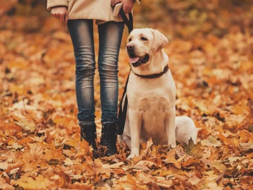 De herfst is één van de piekmomenten voor atopie bij huisdieren