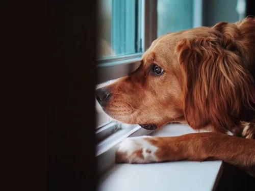 Mijn hond is bang van vuurwerk, wat nu?