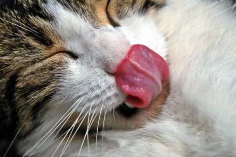 Voeding Dierenarts Knesselare
